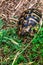 Hermann`s tortoise hides among green clover leaves and dry grass at Shkoder Castle in Albania, vertical. Wild animal in natural