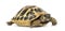 Hermann\'s tortoise, isolated