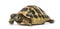 Hermann\'s tortoise, isolated