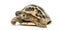 Hermann\'s tortoise, isolated