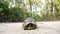 The Hermann\\\'s Tortoise, a species teetering on the edge of extinction, locks eyes with the camera