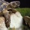 Hermann`s Tortoise, testudo hermanni, Adult standing on Stone
