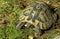Hermann`s Tortoise, testudo hermanni on grass