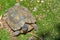 Hermann tortoise at Albera reproduction center, Spain