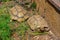 Hermann tortoise at Albera reproduction center, Spain