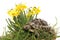 Hermann tortoise in daffodils