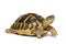 Hermann tortoise, tortule from southern France