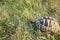 Hermanns tortoise  eating grass 3