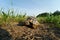 Hermanns tortoise on summer field 3