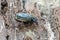 Hermit beetle