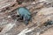 Hermit beetle