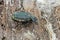 Hermit beetle