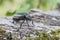 Hermit beetle Osmoderma eremita