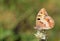 The Hermit butterfly , Chazara briseis , butterflies of Iran