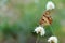 The Hermit butterfly , Chazara briseis on flower