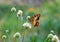 The Hermit butterfly , Chazara briseis at meadow