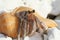 Hermit Crab #2