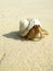 Hermit crab