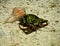 Hermit Crab alongside Whelk Shell