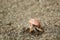 Hermit crab on the beach, Costa Rica