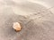 Hermit crab on beach - crab inside shell -