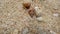 Hermit crab on the beach running away. Top view.