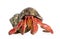 Hermit crab - Coenobita perlatus