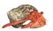 Hermit crab - Coenobita perlatus