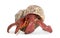 Hermit crab - Coenobita perlatus