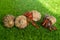 hermit crab - Coenobita perlatus in front of a grass background