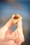 Hermit crab crawling on hand