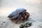 A hermit crab crawls in the sand of the beach