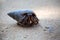 A hermit crab crawls in the sand of the beach