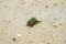 Hermit crab ensconce on white sand