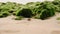 Hermit crab forages on sandy shore amid algae-covered stones. Coenobita clypeatus features in eco docu, illustrating