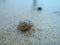 A hermit crab is hit by waves on the beach of dapeng, shenzhen.