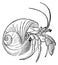 Hermit crab I Antique Animal Illustrations