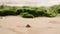 Hermit crab navigates sandy beach, scuttles in natural habitat. Coastal wildlife in motion, solitary creature forages