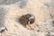 A hermit crab, nearly extinct animal, in a brown sea shell walking on a beautiful tropical white sand beach