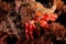 Hermit crab portrait