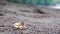Hermit crab rolls over and crawls to the sea.