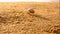 Hermit crab running on a sandy beach