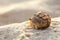 Hermit crab on the sandy beach close-up