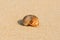 The hermit crab in the shell lies on the yellow sand on a Sunny day