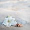 Hermit crab small and white flower on the beach sand