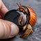 A hermit crab using a miniature touchscreen device to choose a new shell from an online store4