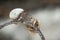 Hermit crabs fighting on dry branch at the white sandy tropical beach