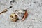 Hermit crabs fighting on a tropical beach