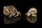 Hermit crabs - large and small