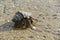 Hermit crabs that live by the sea and use shells to armor and house